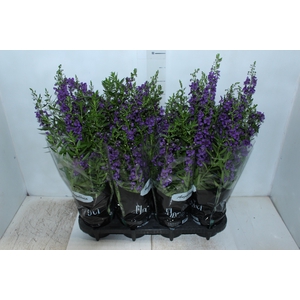 ANGELONIA P14 VARIADO