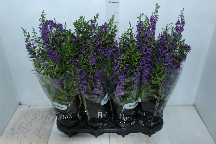 <h4>ANGELONIA P14 VARIADO</h4>