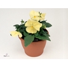 Viola wr. 'Delta Pure Primrose'