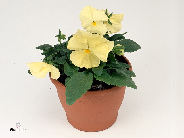 Viola wr. 'Delta Pure Primrose'
