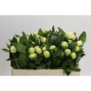 Paeonia Bridal Shower