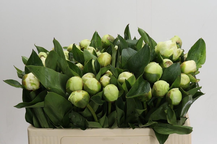 <h4>Paeonia Lact. Bridal  Shower</h4>