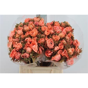 Anemone Poeder Apricot