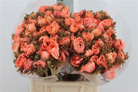 <h4>Anemone Poeder Apricot</h4>