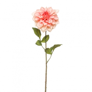 Dahlia 72cm