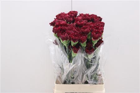 <h4>Di St Zurigo</h4>