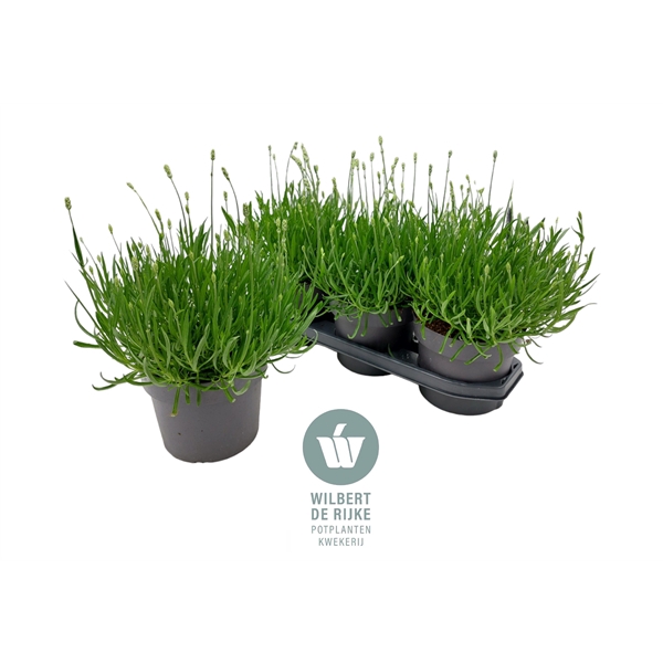 <h4>Lavendel angustifolia Aromance White Lavandula 19cm</h4>