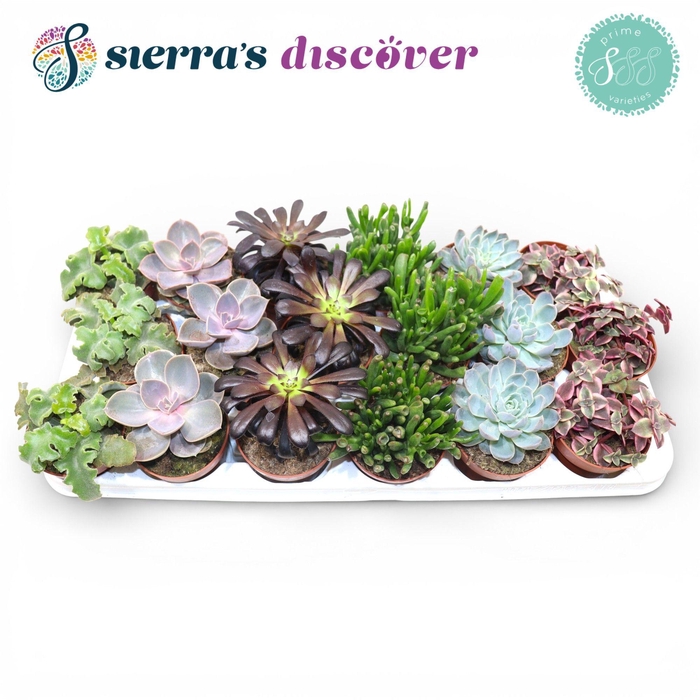 <h4>Discover® - Valencia Succulent MIx (Prime)</h4>