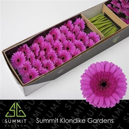 <h4>Gerbera mini Picture Perfect</h4>
