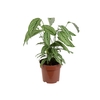 CALATHEA VITTATA P17