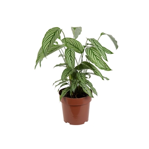 CALATHEA VITTATA P17