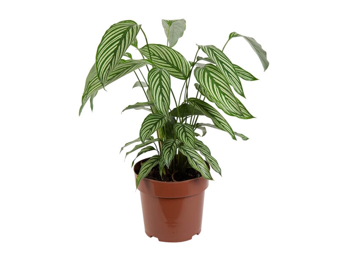 <h4>CALATHEA VITTATA P17</h4>