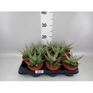 Aloe