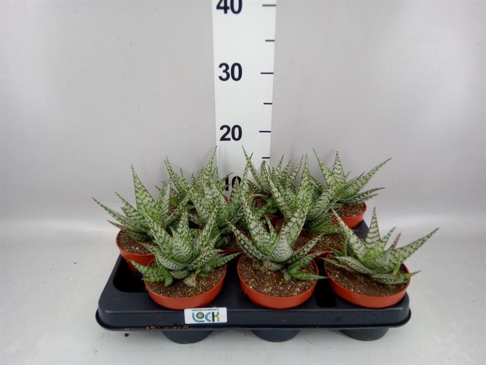 <h4>Aloe</h4>