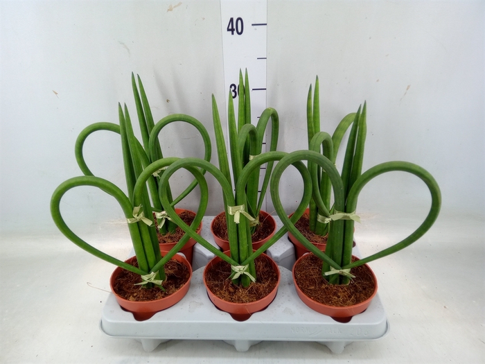 <h4>Sansevieria cyl.  ...</h4>