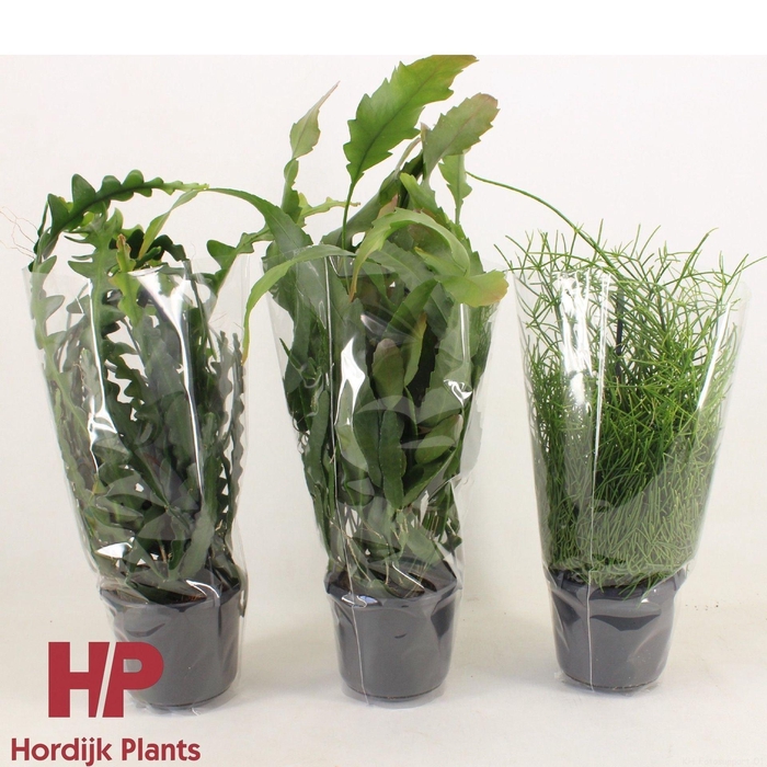 <h4>Rhipsalis gemengd</h4>