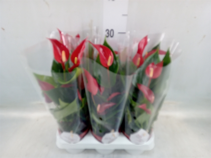 <h4>Anthurium  'Banderola Roja'</h4>