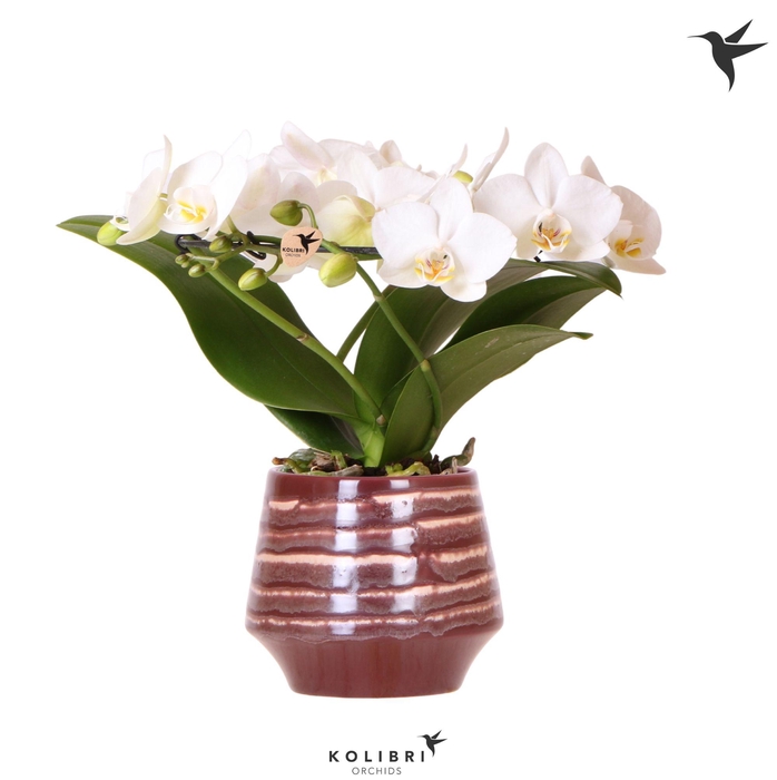 <h4>Kolibri Orchids Phalaenopsis Halo white in Moonstone pot red</h4>