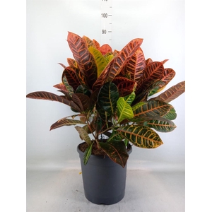 Codiaeum var. GR 'Petra'