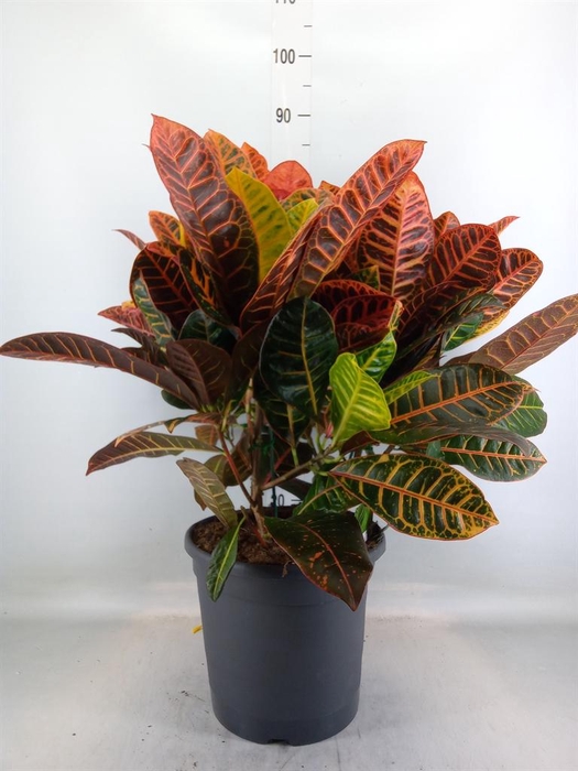 <h4>Codiaeum var. GR 'Petra'</h4>
