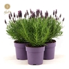 Lavandula Anouk