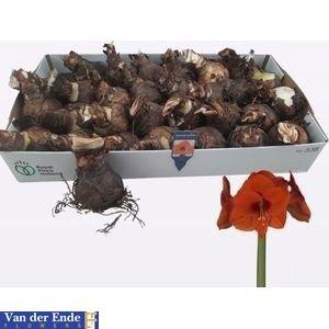 <h4>BLOEMBOL HIPPEASTRUM</h4>