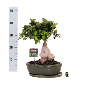 Ficus microcarpa 'Ginseng'