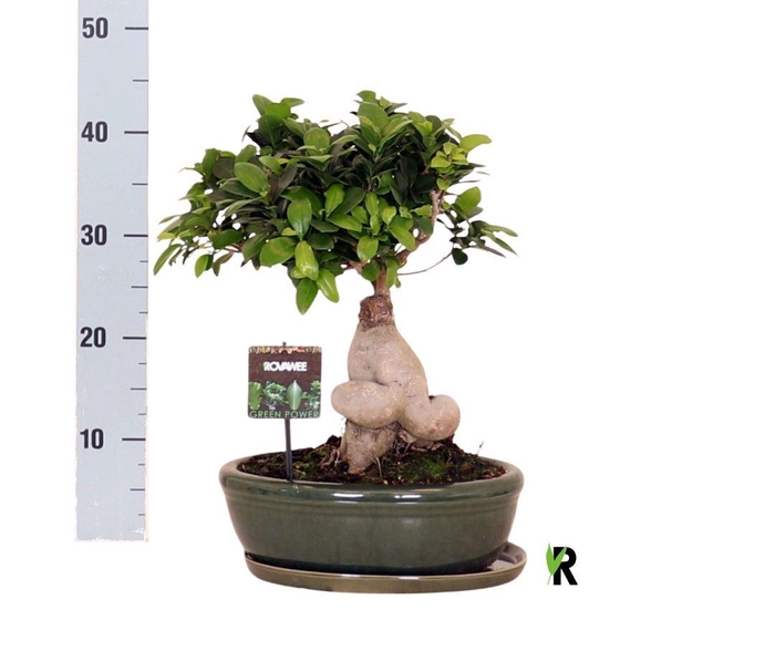 <h4>Ficus microcarpa 'Ginseng'</h4>