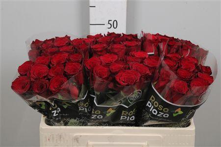 <h4>R Gr Monte Carlo</h4>