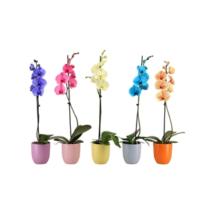 Hugo Colours Mix Phal I Am Mix 1T9+