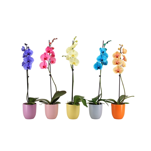 <h4>Hugo Colours Mix Phal I Am Mix 1T9+</h4>