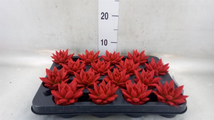 <h4>Echeveria  'Miranda'</h4>
