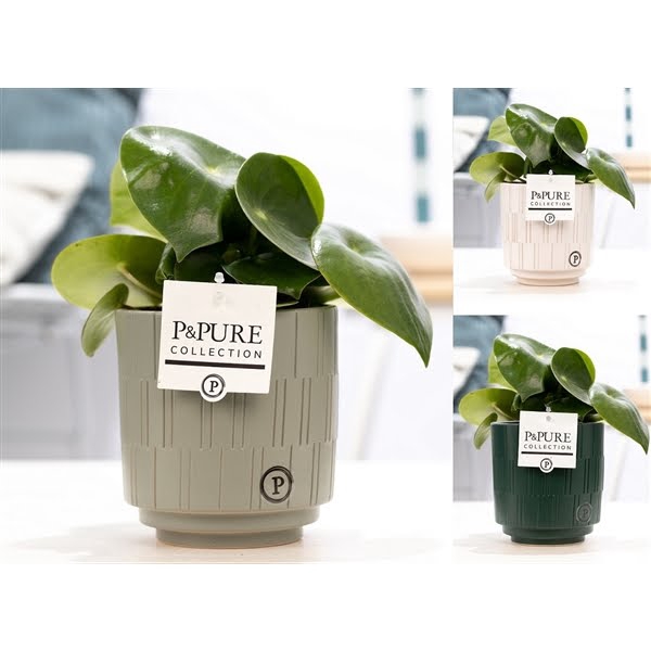 <h4>Peperomia Raindrop in P&PURE Tess 2 ceramics ass. 3</h4>