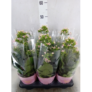 Kalanchoe blos. 'Feminine Pink'
