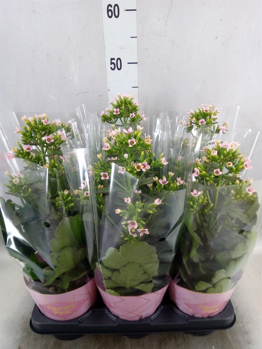 <h4>Kalanchoe blos. 'Feminine Pink'</h4>