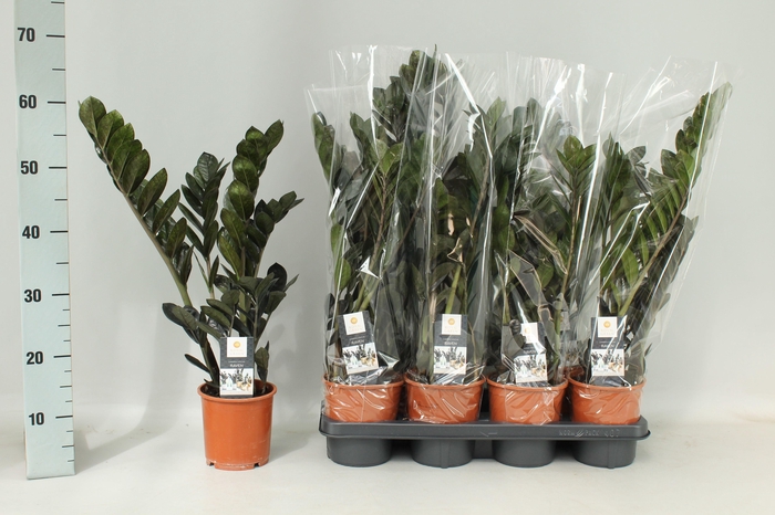 <h4>ZAMIO RAVEN</h4>