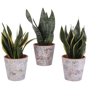 Sansevieria mix Ø12cm in Ø14cm Ceramic Pot Jungle