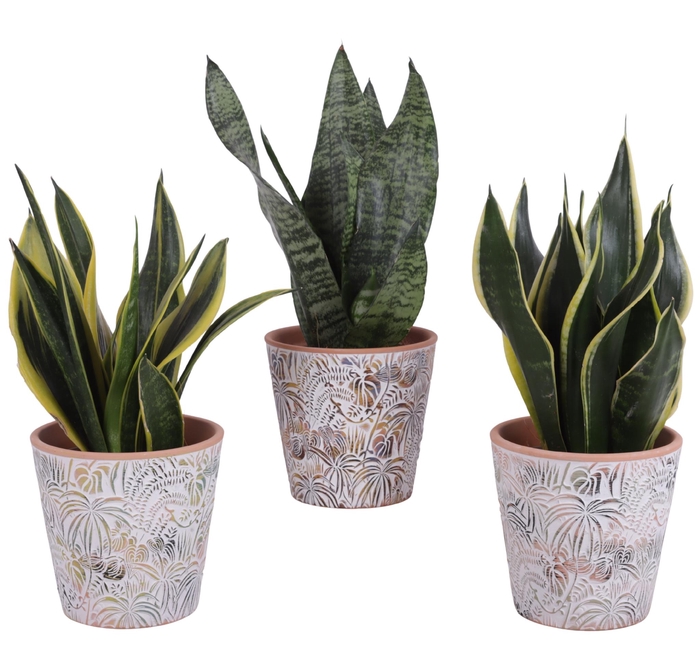 <h4>Sansevieria mix Ø12cm in Ø14cm Ceramic Pot Jungle</h4>