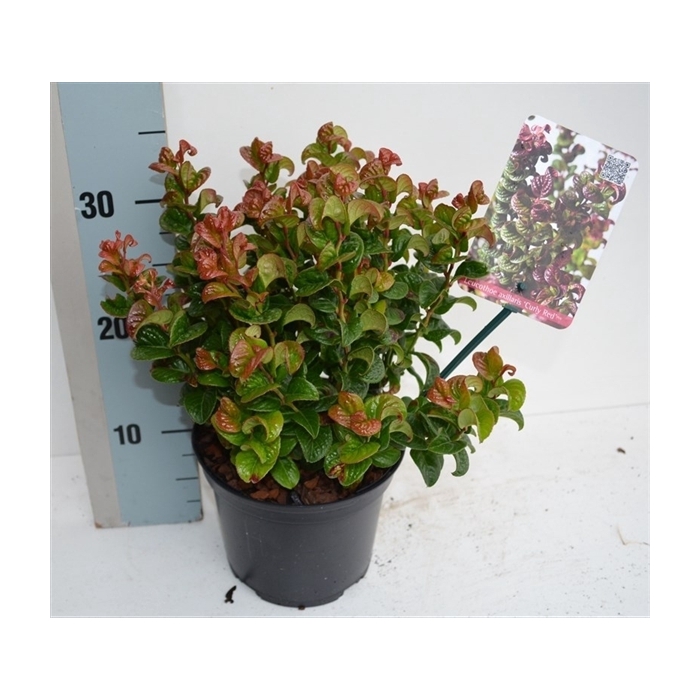 <h4>Leucothoe axillaris 'Curly Red'</h4>