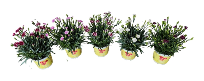 <h4>Dianthus (Allwoodii Grp) Lucky Lips</h4>
