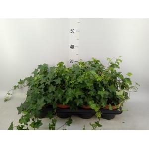 Hedera helix 'Pittsburgh'