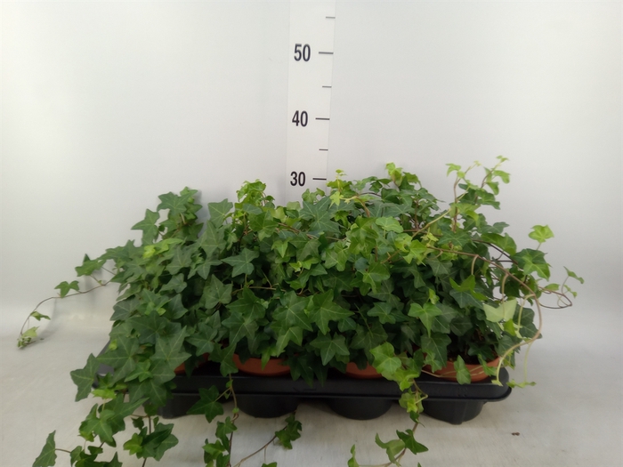 <h4>Hedera helix 'Pittsburgh'</h4>