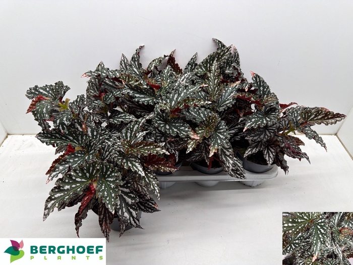 <h4>BEG MA SPOTL  DARK</h4>