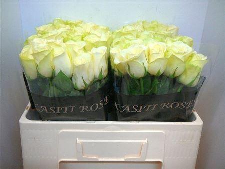 <h4>R Gr Snowstorm+</h4>