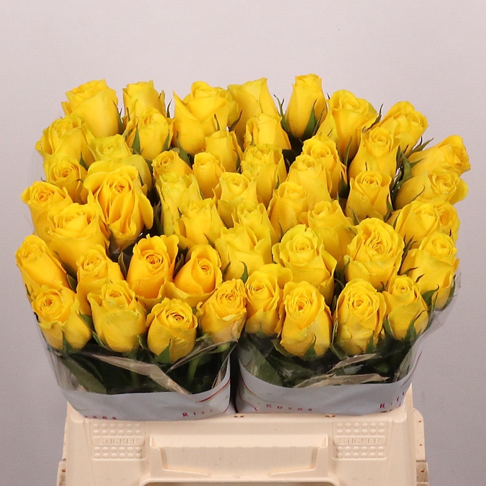 <h4>R GR GOLDFINCH</h4>