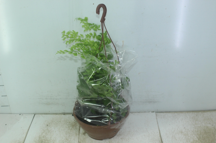 <h4>AVENCA VARIADA C21</h4>