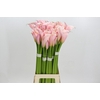 Zantedeschia Eydolls Pink