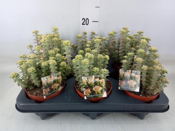 <h4>Crassula perforata</h4>