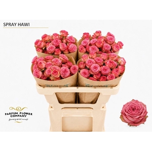 Rosa spray hawi