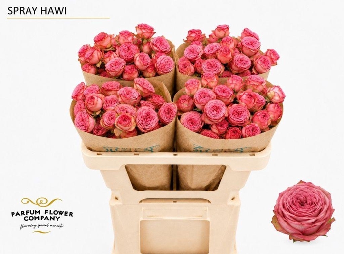 <h4>Rosa spray hawi</h4>